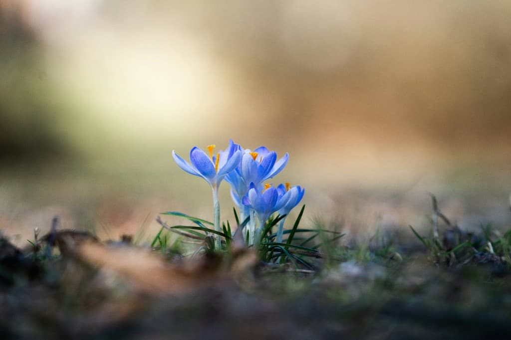 New growth in bloom representing long-term stewardship and patient ownership