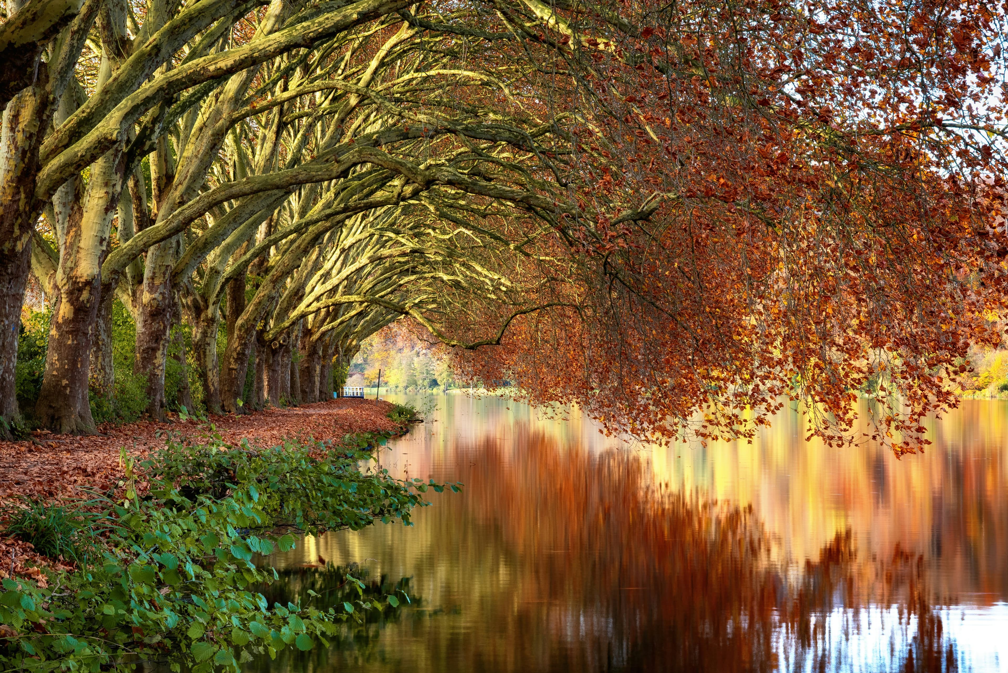Tree-lined path and water scene representing resilience and long-term stability